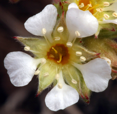 Ivesia sericoleuca