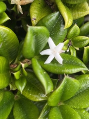 Alyxia orophila