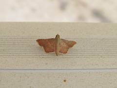 Endotricha flammealis