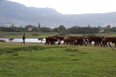 Bos indicus × taurus