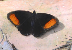 Pedaliodes ereiba