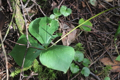 Trillium cernuum