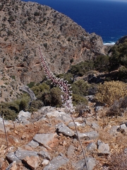 Drimia numidica