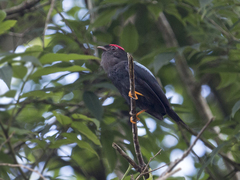 Chiroxiphia lanceolata