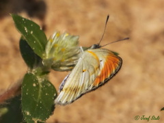 Colotis evagore