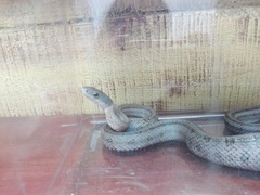 Pantherophis bairdi