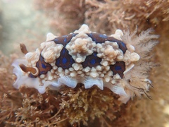 Dendrodoris krusensternii