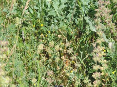 Sanguisorba verrucosa