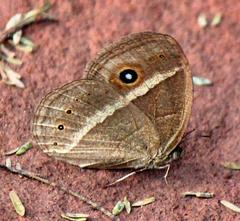 Brakefieldia perspicua perspicua