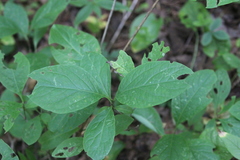 Lonicera hirsuta