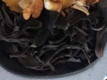 Craterellus cornucopioides