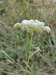 Kadenia dubia