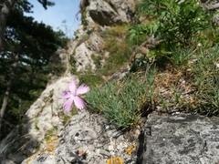 Dianthus plumarius neilreichii