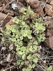 Amauria rotundifolia