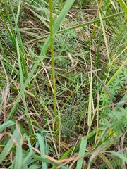 Kadenia dubia