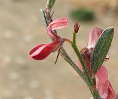 Indigofera leptocarpa