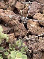 Amauria rotundifolia