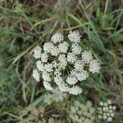 Kadenia dubia