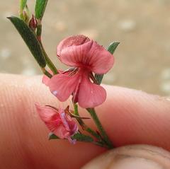 Indigofera leptocarpa