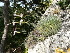 Dianthus plumarius neilreichii