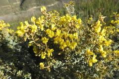 Argyrolobium parviflorum