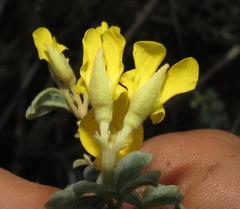 Argyrolobium parviflorum