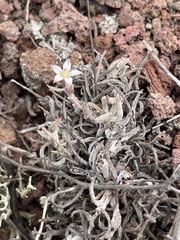 Dudleya attenuata attenuata