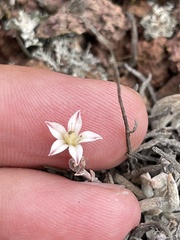Dudleya attenuata attenuata