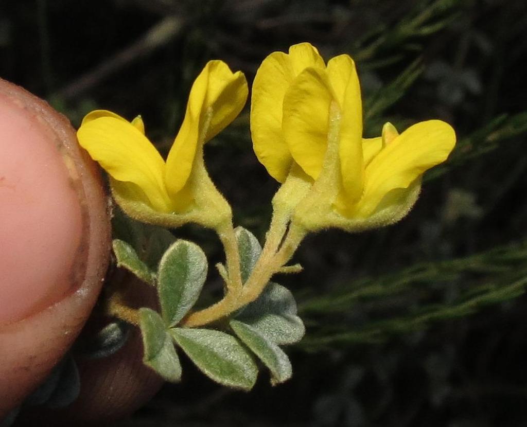 Argyrolobium parviflorum