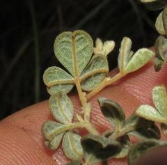 Argyrolobium parviflorum