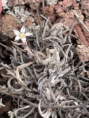 Dudleya attenuata attenuata