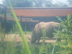 Rhinocerotidae