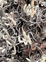 Dudleya attenuata attenuata