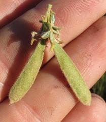 Argyrolobium parviflorum