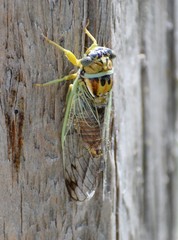 Diceroprocta delicata