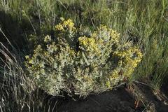 Argyrolobium parviflorum