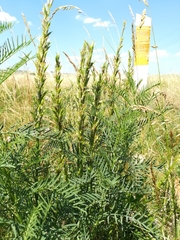 Astragalus asper