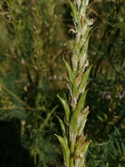 Astragalus asper