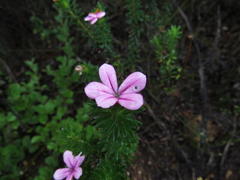 Adenandra gummifera