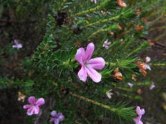 Adenandra gummifera