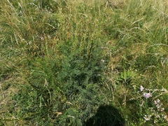 Astragalus asper