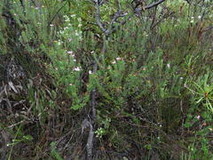 Adenandra gummifera