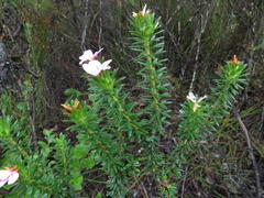 Adenandra gummifera