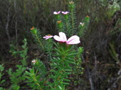 Adenandra gummifera