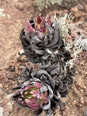 Dudleya cultrata