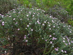 Adenandra gummifera
