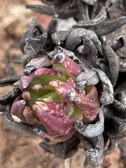Dudleya cultrata