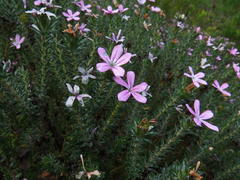 Adenandra gummifera