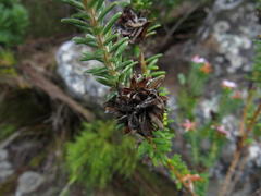 Adenandra gummifera