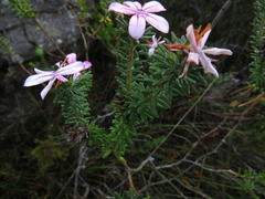 Adenandra gummifera